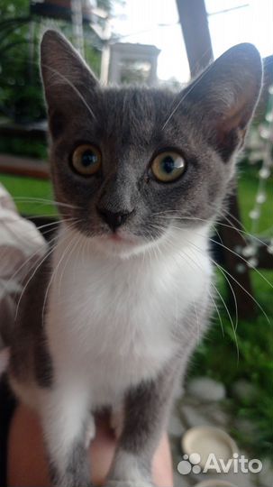 Котенок - девочка