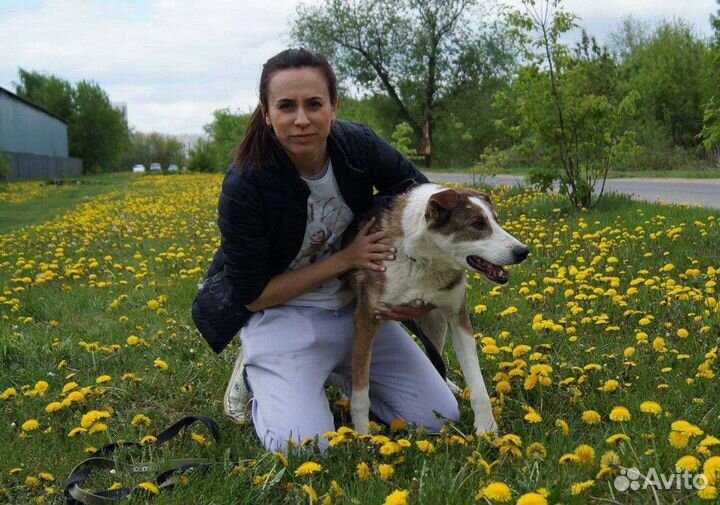 Собаки бесплатно в добрые руки