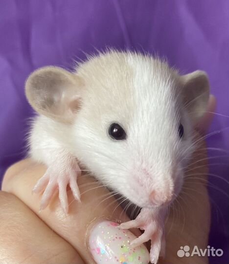 Крысята дамбо