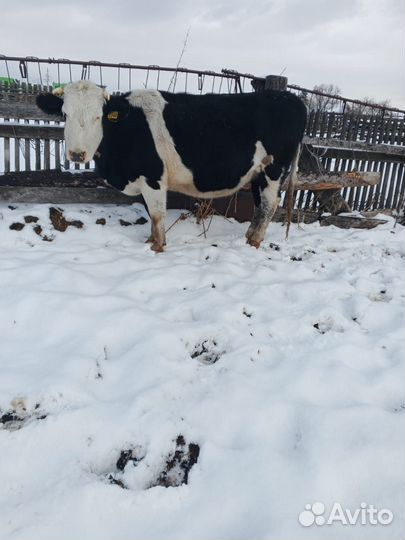 Продам карову