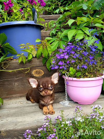 Мини шоколадка