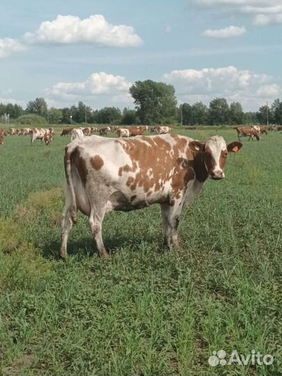 Коровы дойные