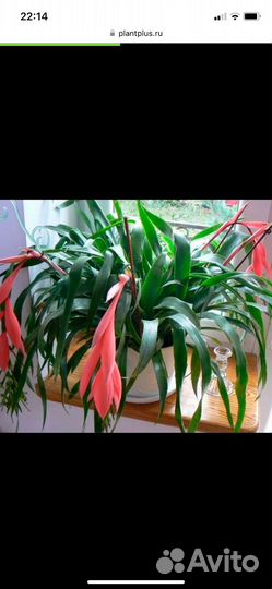 Комнатные цветы