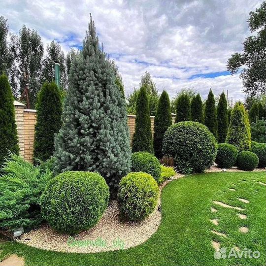 Туи западные