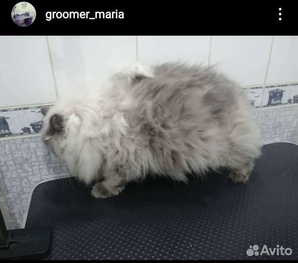 Стрижка кошек