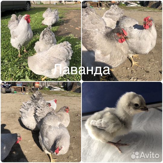 Виандот цыплята