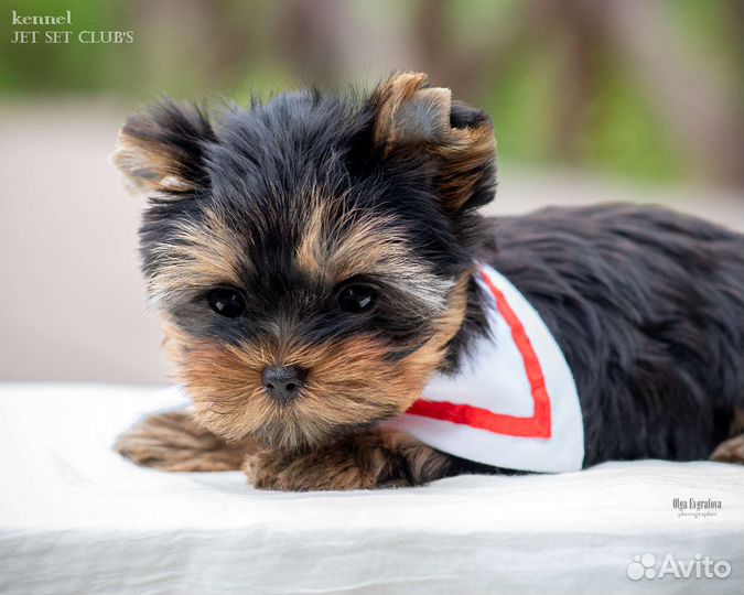 Мини - девочка настоящего йоркширского терьера