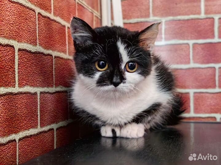 Котенок-девочка в добрые руки
