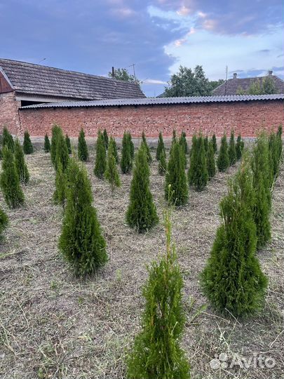 Туя смарагд