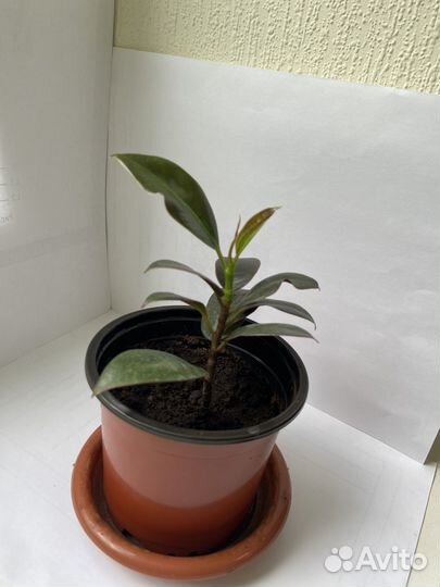 Фикус мелани