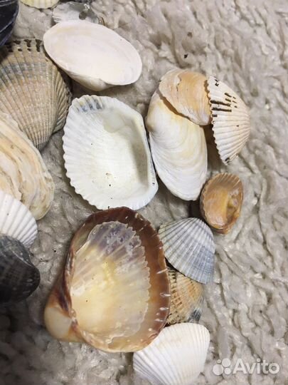Морские ракушки раковины