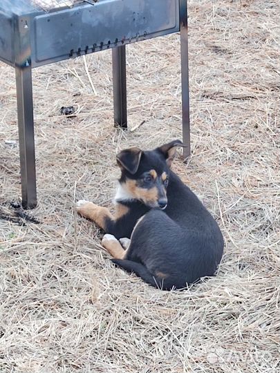 Щенки в добрые руки