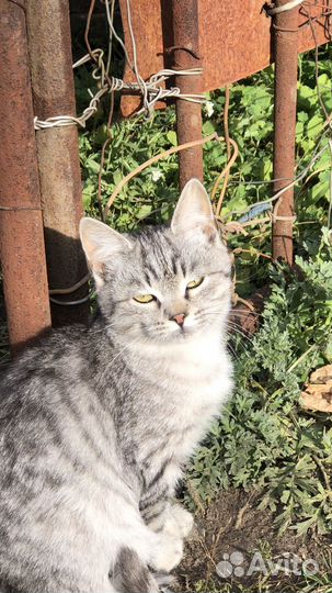 Котенок мальчик бесплатно