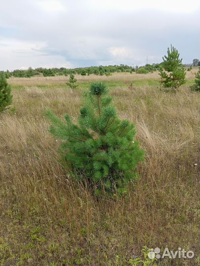 Продажа новогодней сосны