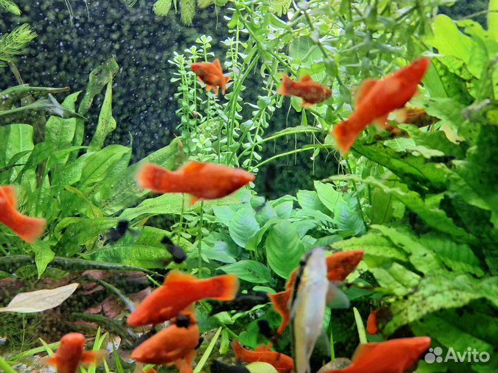 Меченосцы Кинг Конг красный рубин чистая линия