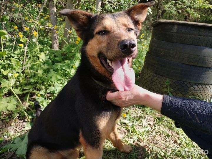 Метис овчарки