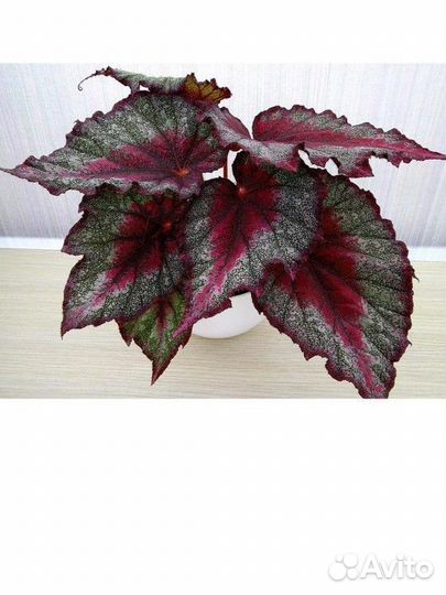 Комнатные растения Бегония