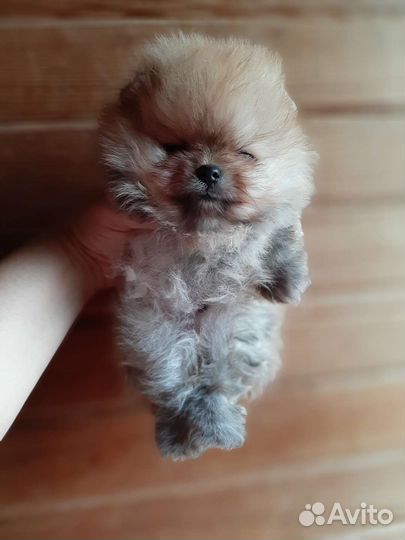 Померанский шпиц мини мальчики