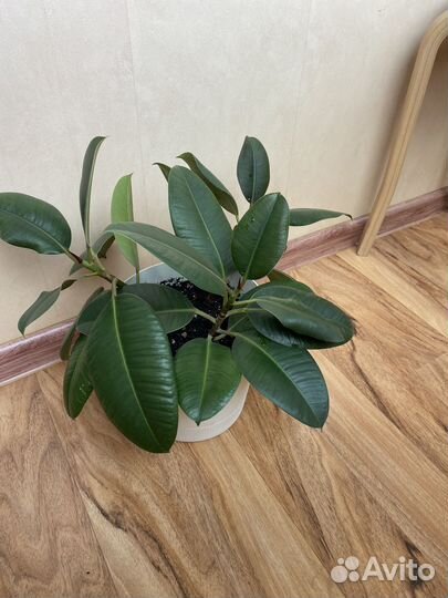 Фикус каучуковый