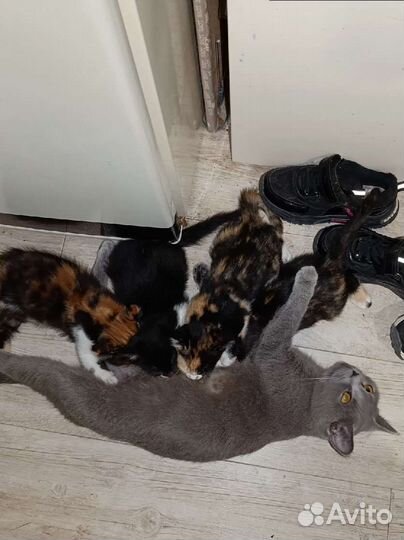 Котенок в дар