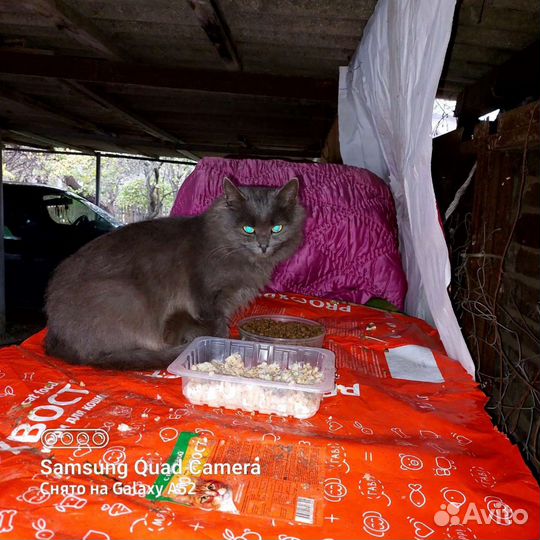 Котёнок мальчик в добрые руки