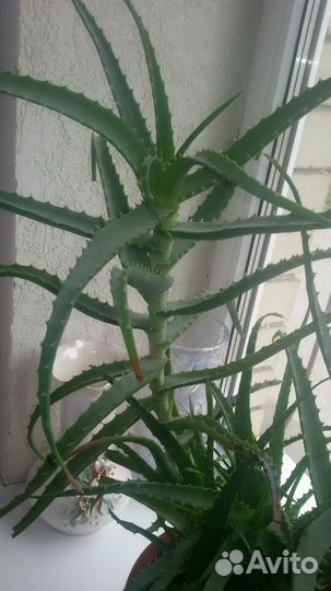 Алоэ каланхое