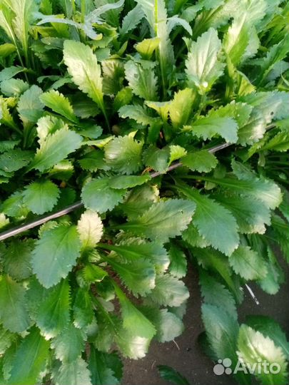 Ромашка садовая ранняя