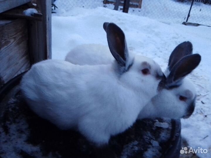 Калифорнийские кролики