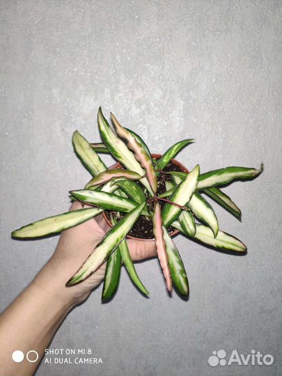 Совместные закупки цветов