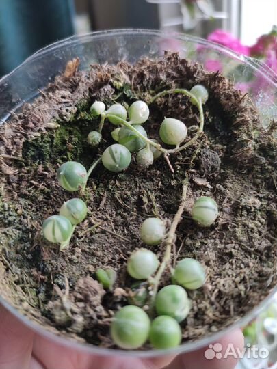 Крестовник Роули вариегатный