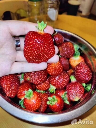 Клубника:Черный принц,сенсация