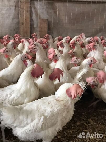 Куры несушки