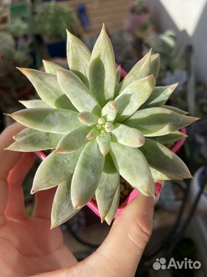 Суккуленты, эхеверии с наростами