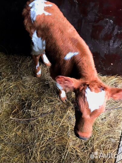 Телята с бесплатной доставкой