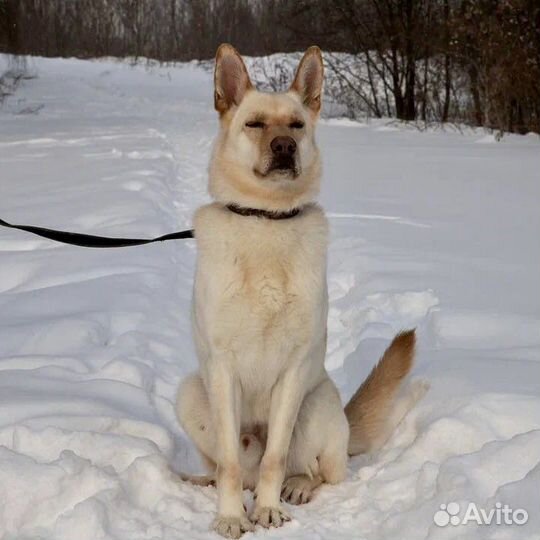 Собака-компаньон Макс в добрые руки