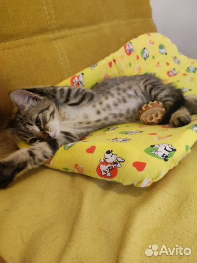 Полосатый котенок в дар