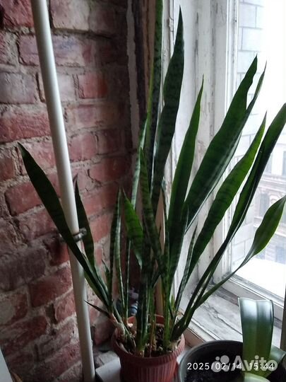 Сансевиерия щучий хвост