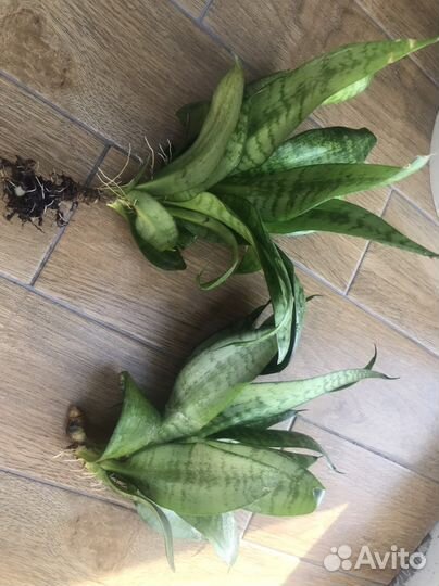 Сансевиерия