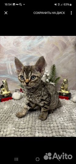 Котята девон-рекс