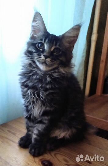 Котята мейн-кун