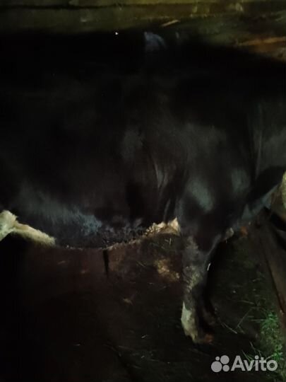 Продается телка