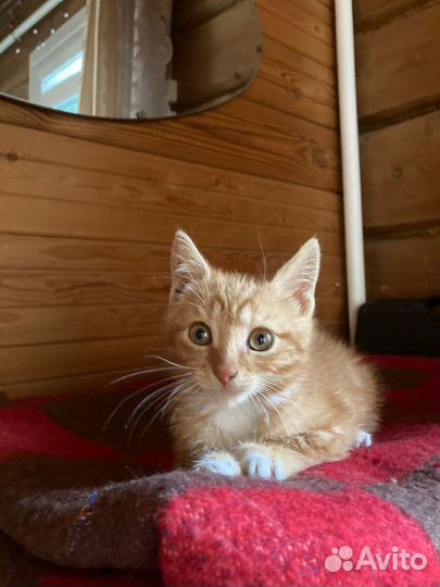 Рыжий котенок в добрые руки