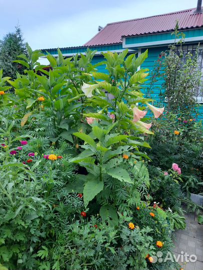 Укорененные черенки Бругмансии