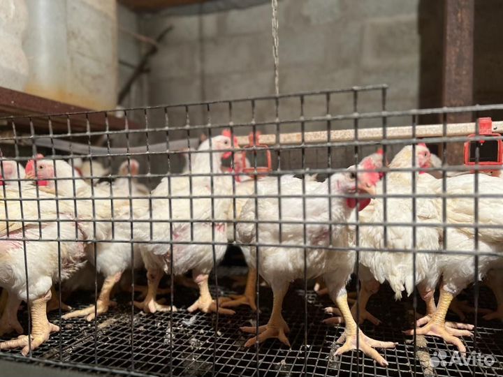 Куры бройлер домашние