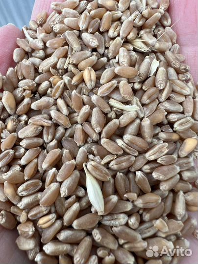 Пшеница 4 класс