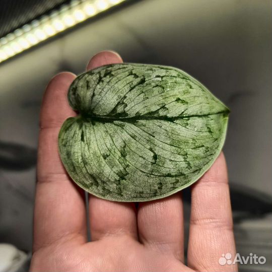 Сциндапсус Сильвер Клауд / silver cloud