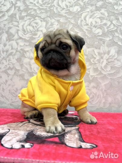 Девочка мопса