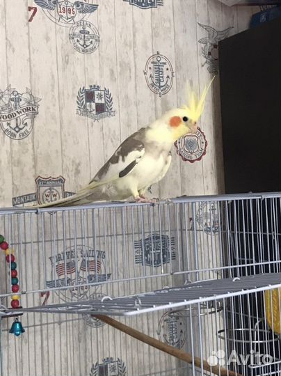 Попугай корелла с клеткой