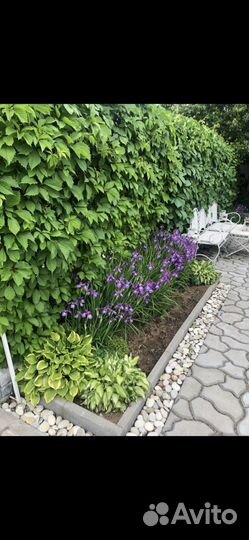 Девичий виноград