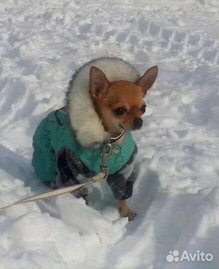 Зимняя куртка для собак